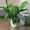 Clear Vinyl Plant Saucers
