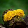 Weaver Replacement Throw Line